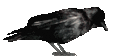 Crow.gif